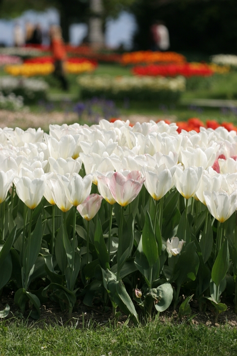 Tulipes a Morges 2006 - 022